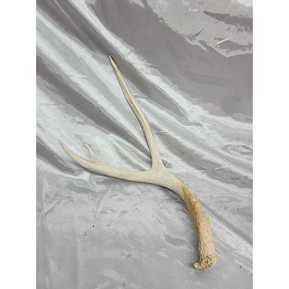 Naturally Shed Whitetail Deer Antler Single 3 Point Cabin Lodge Man Cave 14 Inch